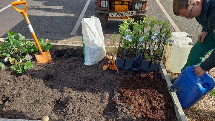 A Sustainability society member tends to an allotment