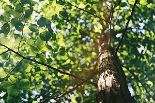 Ash tree growing in university of Bradford campus