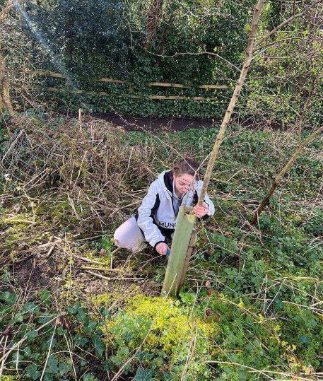 Student placing guard on tree at Denson Marson Nature Reserve