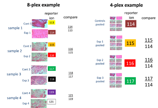 ITRAQ quantitative proteomics