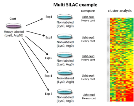 SILAC Quantitative proteomics