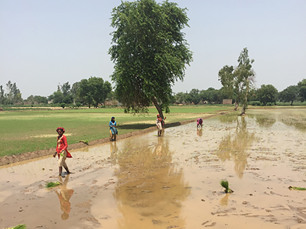 Community water group in paddy fields