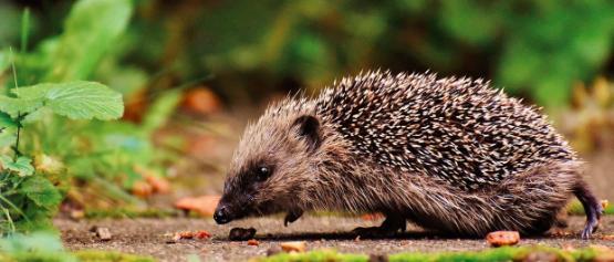 A hedgehog walking in daylight