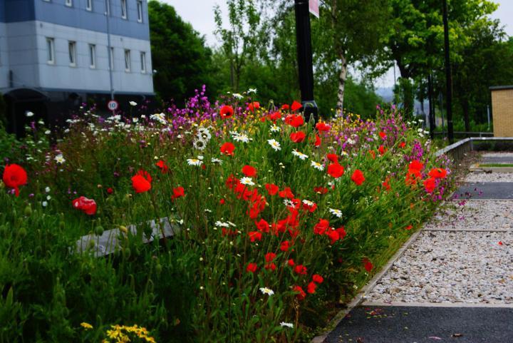 Flower bed on campus