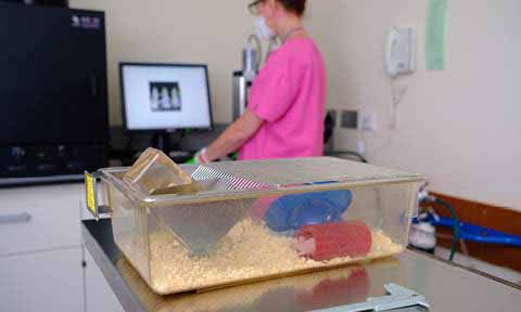 In the foreground, naked mole rats are in a small rodent cage. In the background, a lab technician is using a computer.