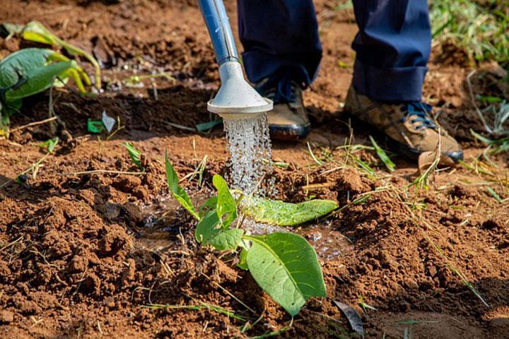 A farmer watering a plant growing in a dry landscape.