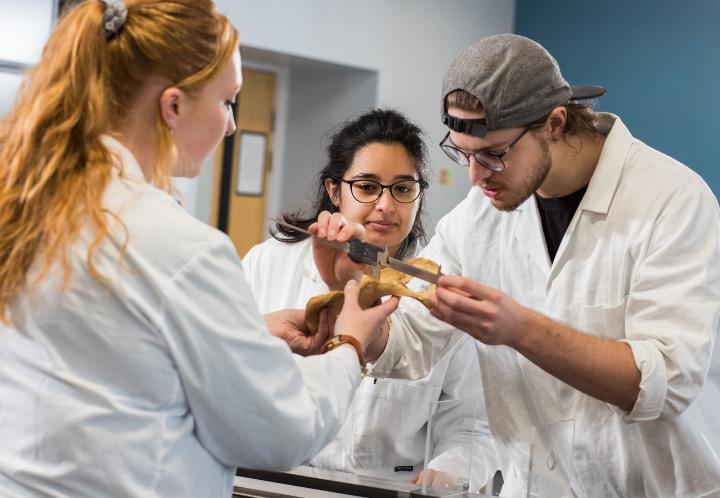 A group of Archaeology students looking at a bone.